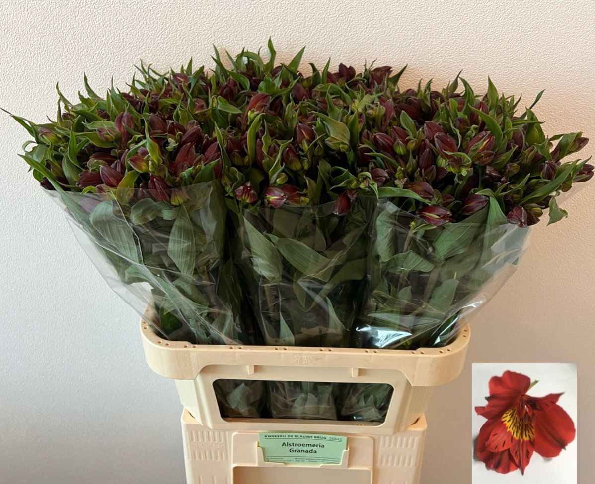 Альстромерия Гранада, шт.