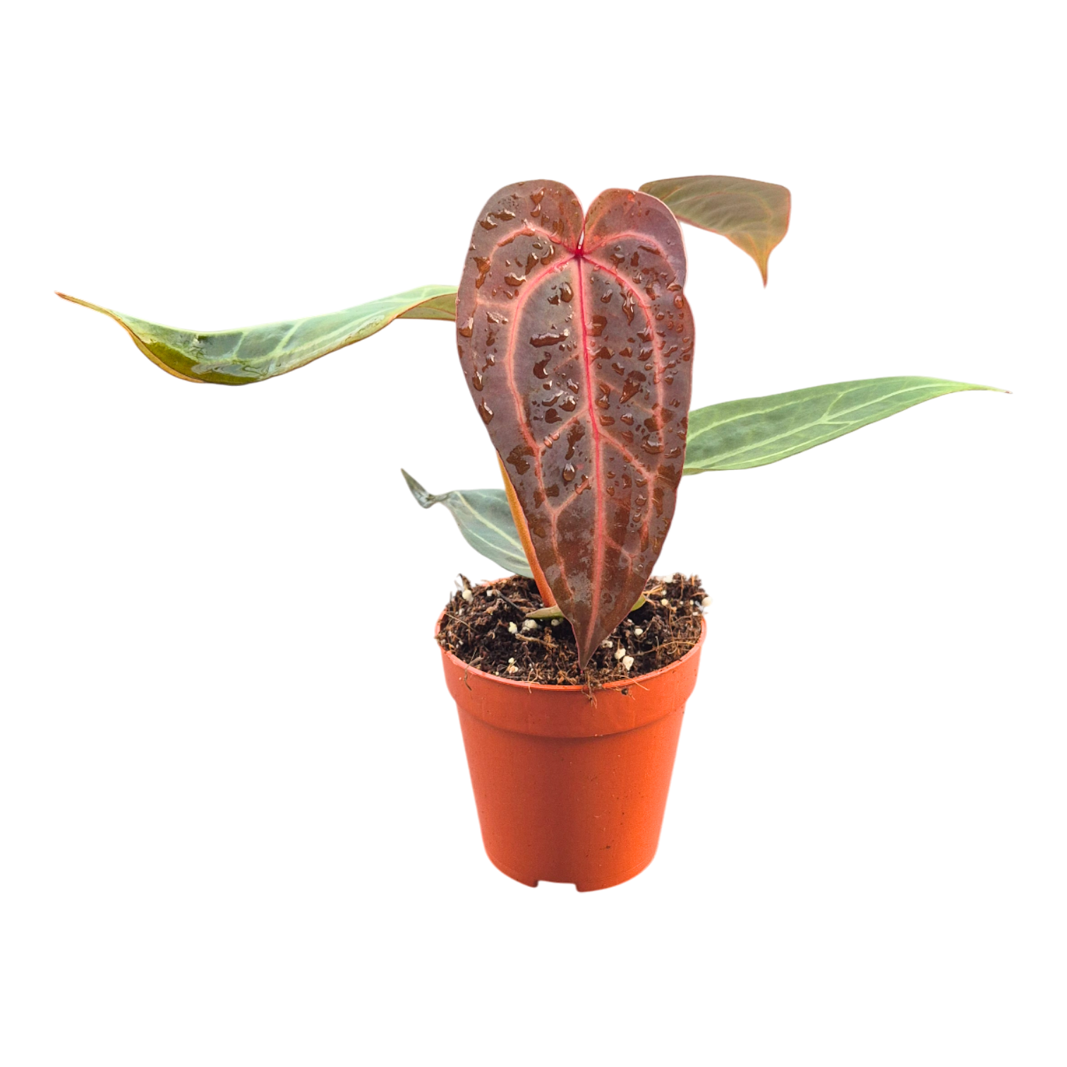 DocBlock Anthurium Purple Rain® '27' X Red Velvet Cake® '24', D 9