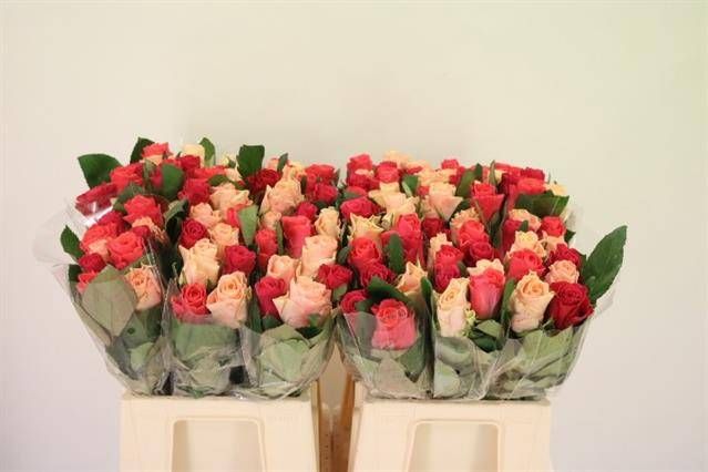 Роза од. Такази Микс 40, шт.