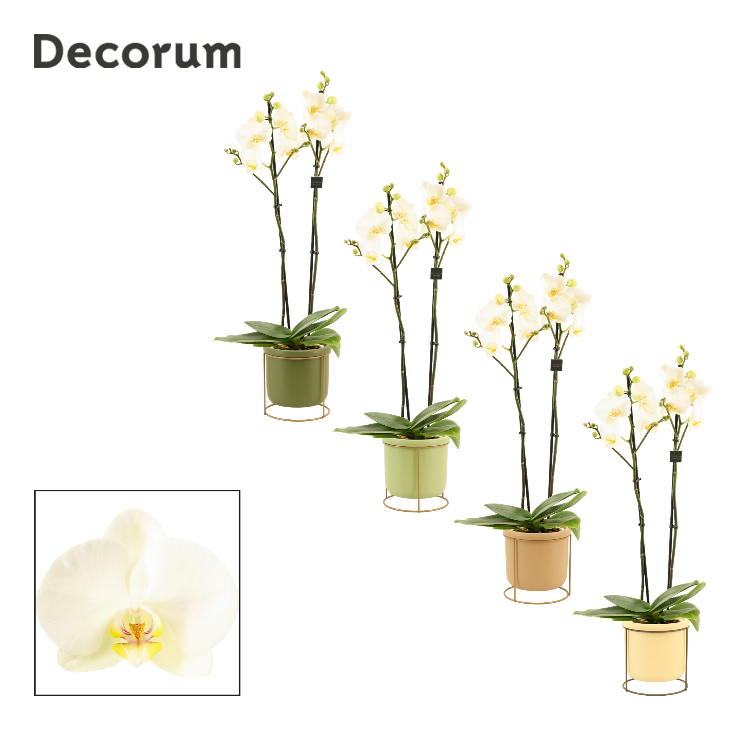 Phalaenopsis 2 tak 16+ wit in Lynn (Silent moods-collection), D 12