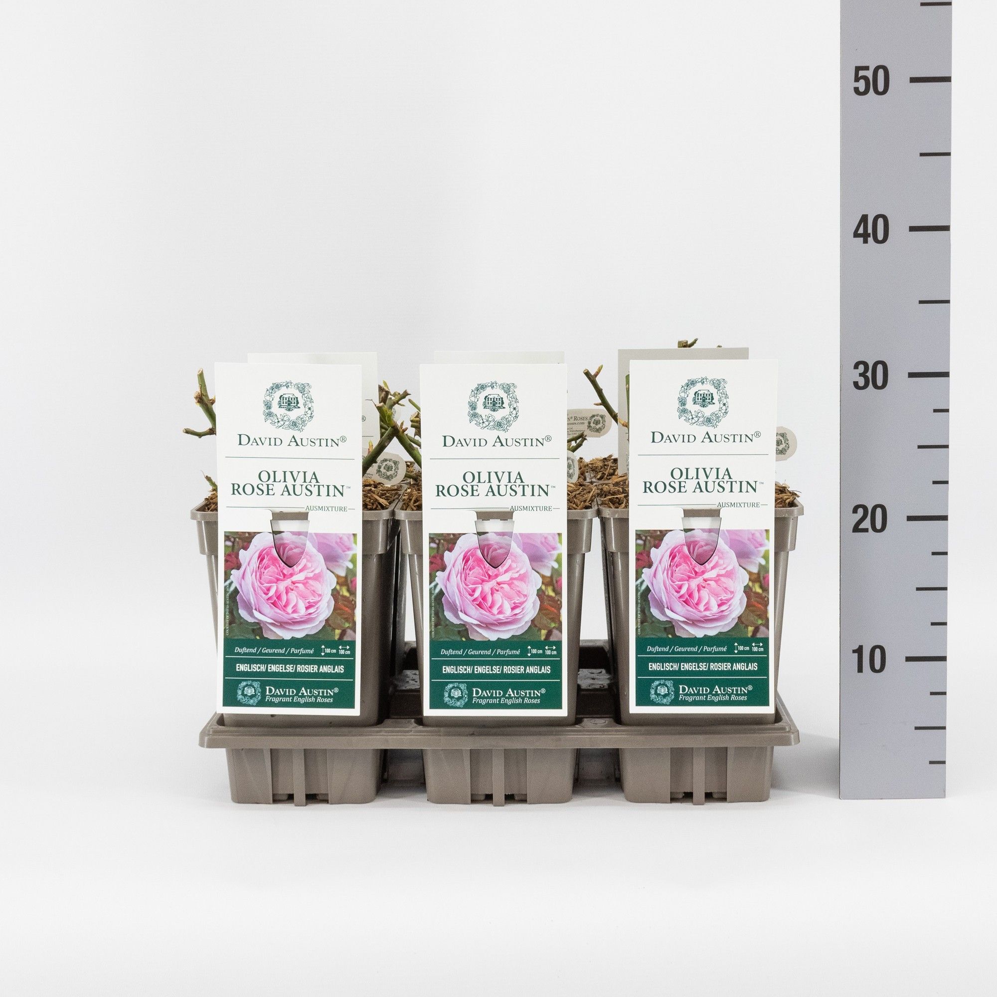 Rosa (Aus) Olivia Rose Austin ®, C3, D 17