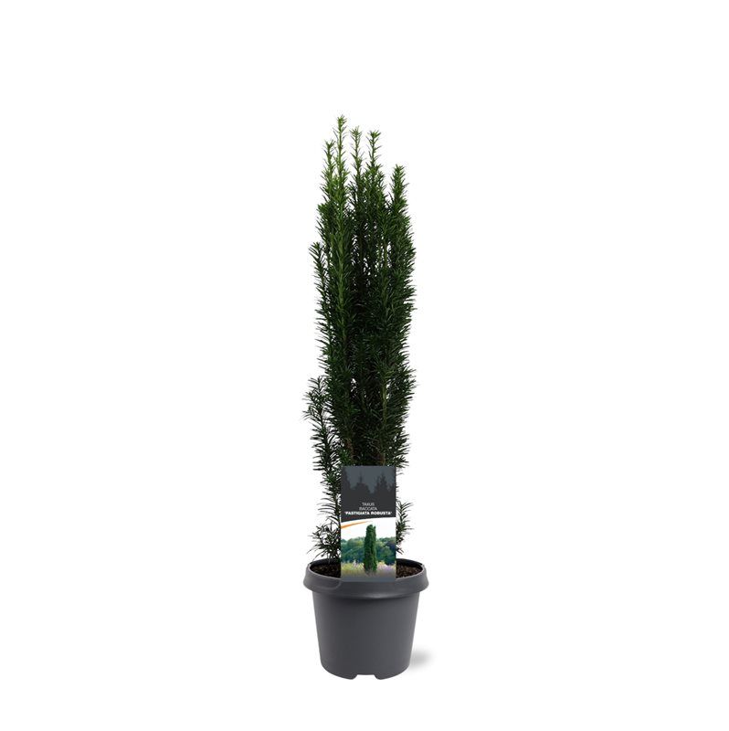 Taxus baccata 'Fastigiata Robusta', D 23