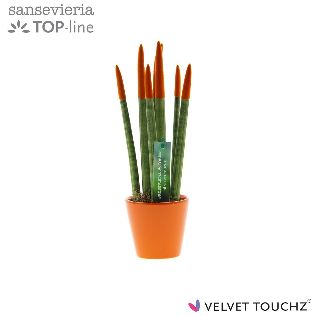 Sansevieria VELVET TOUCHZ® Oranje In keramiek R'dam, D 8,5
