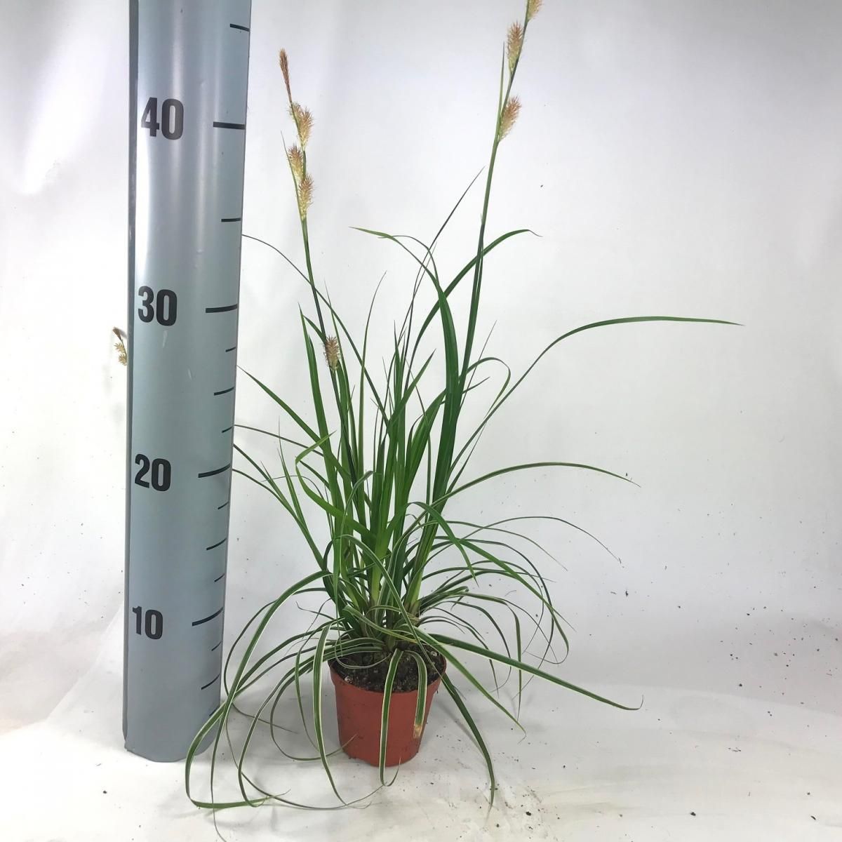 Carex morrowii 'Fisher's Form', D 8