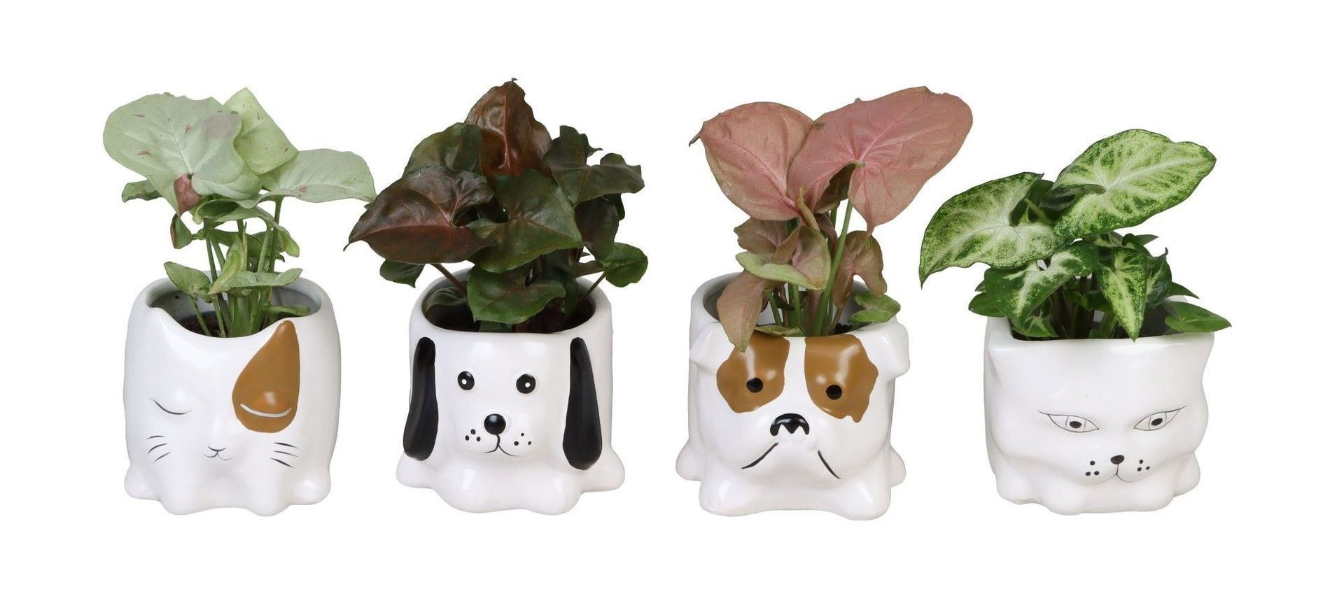 L 66656 with Syngonium Mix 6 cm, D 6