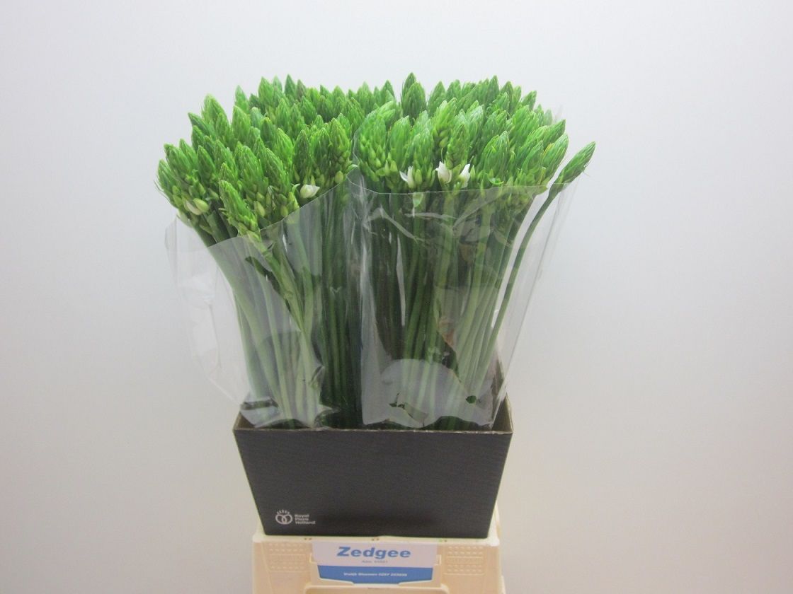 Орнитогалум Тирсоидес 65, шт.