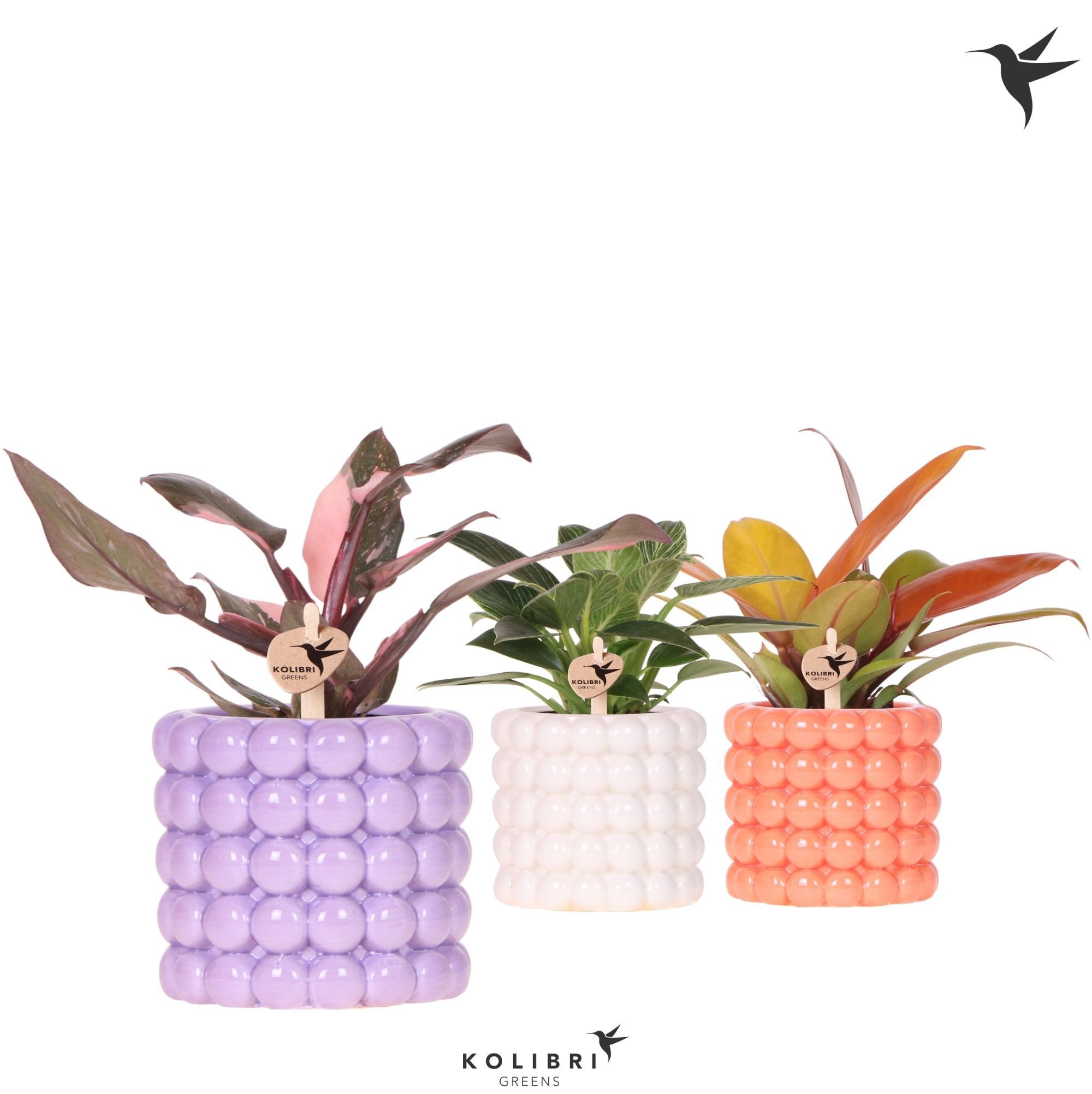 Kolibri Greens Philodendron mix in Poppy pot mix, D 9