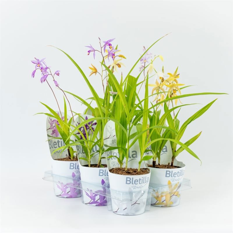 Bletilla mixtray 12cm incl potcover, D 12