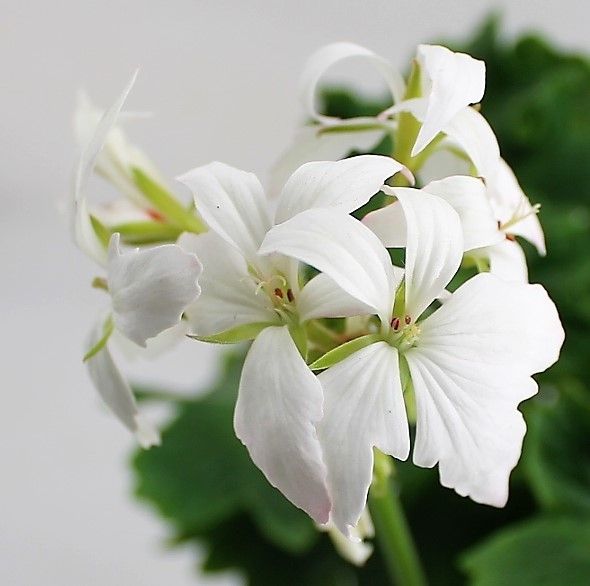 Geranium Fireworks White, D 10,5