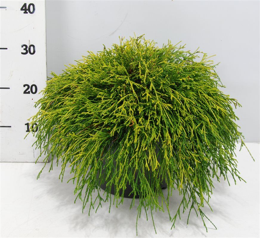Chamaecyparis p. 'Sungold', D 26