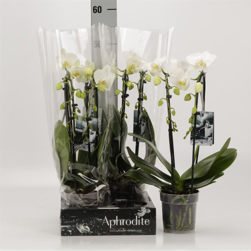 Phalaenopsis Elegant Cascade Duoboga wit Goddess, D 12
