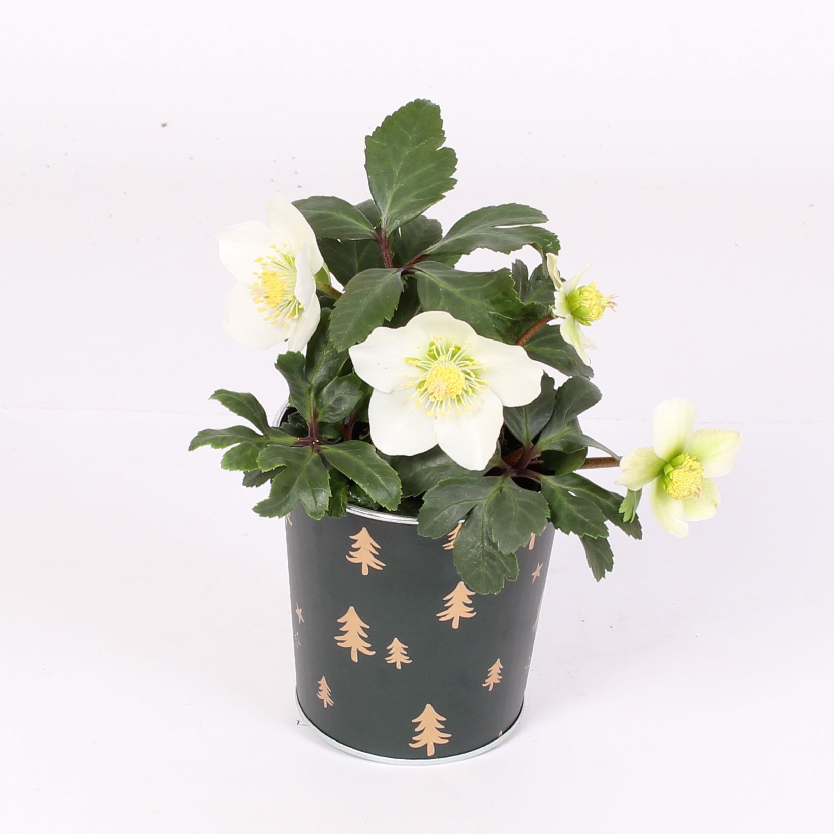 Helleborus n. Christmas Carol in kerst zink d. groen met goud, D 9 cm