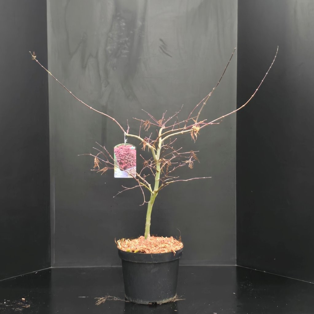 Acer palmatum Garnet, D 29