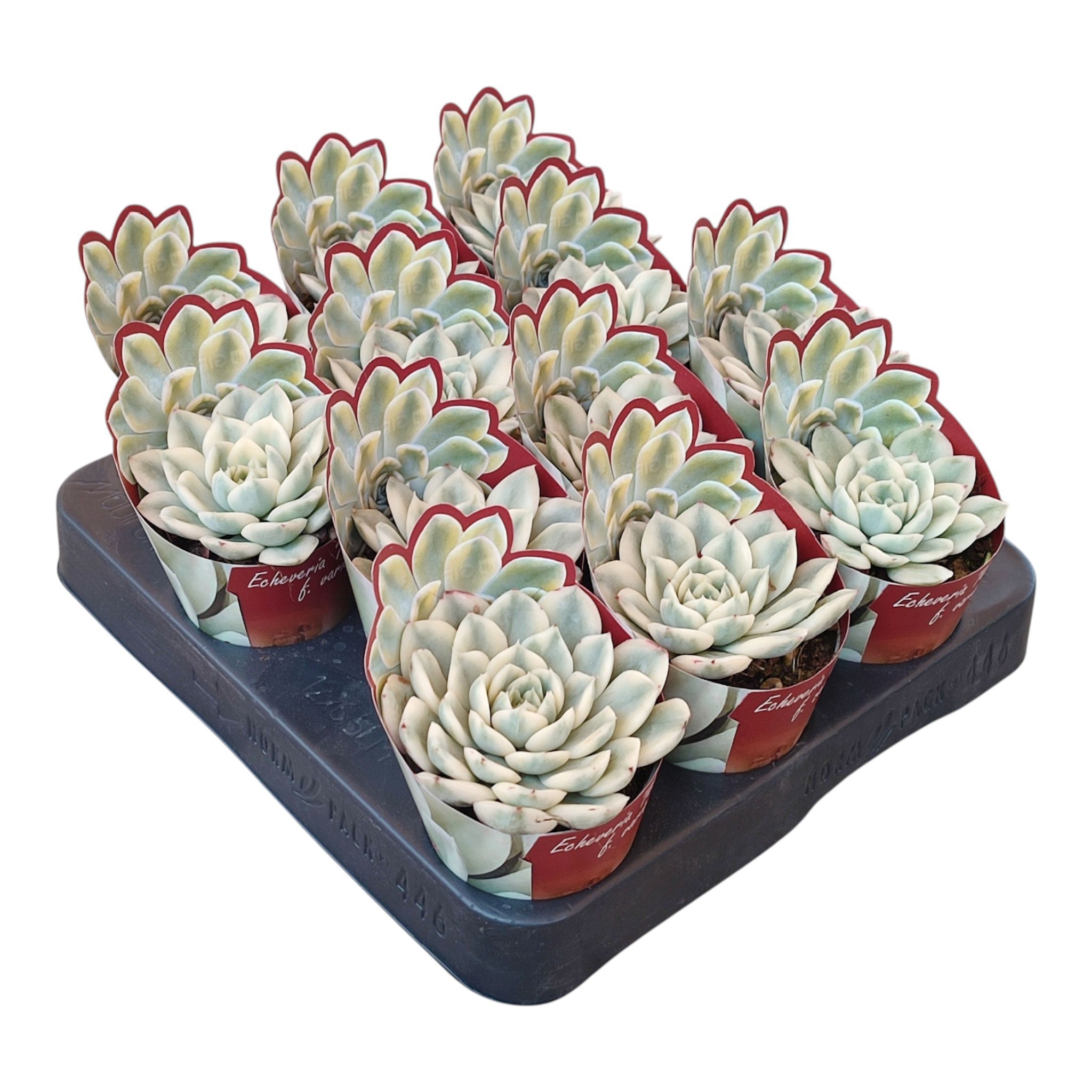 ECHEVERIA 'MOON FAIRY' VARIEGATA- POT Ø 6,5 SHAPED POTCOVER (SUCCULENTEN), D 6,5