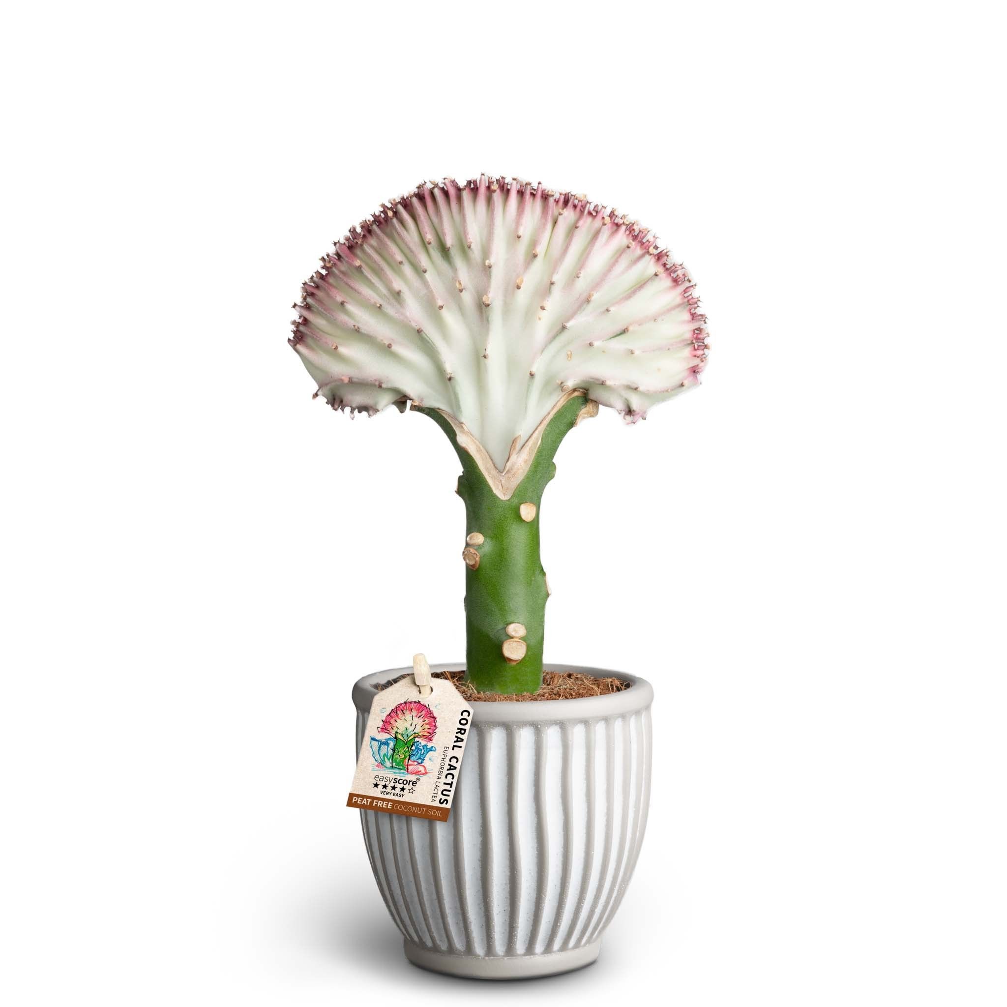 Athena, Euphorbia Lactea, D 10 cm Athena, Euphorbia Lactea, D 10 cm