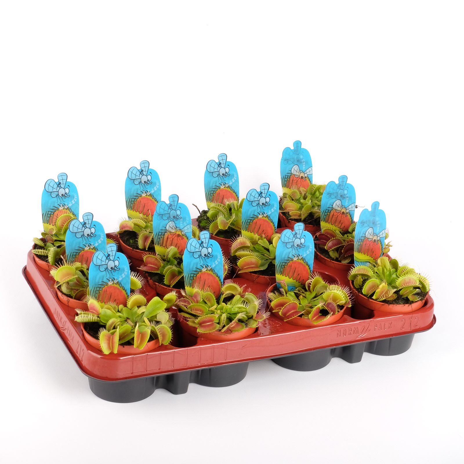 Dionaea muscipula, D 8,5 cm Dionaea muscipula, D 8,5 cm