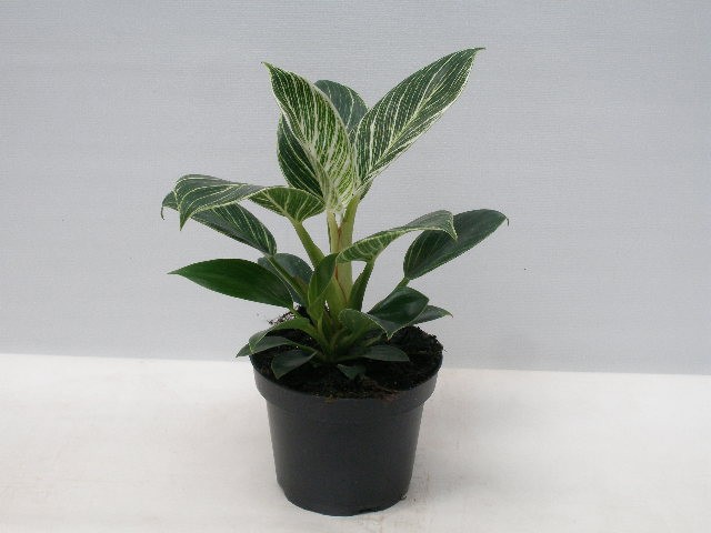 PHILODENDRON ERUBESCENS 'ZEBRA', D 12 cm