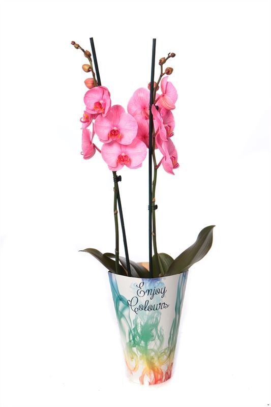 Potcover p12 enjoy Phal I am Pink 2T14+, D 12