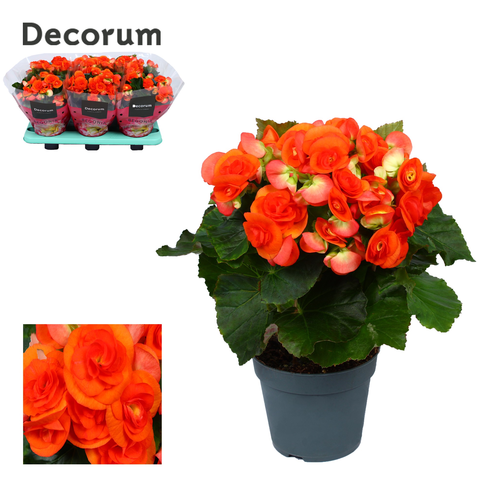 Begonia ''reina'' oranje Decorum, D 14