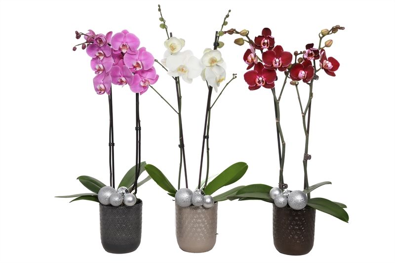 Vera p12 symmetric mix Phal mix 2T14+, D 12 cm