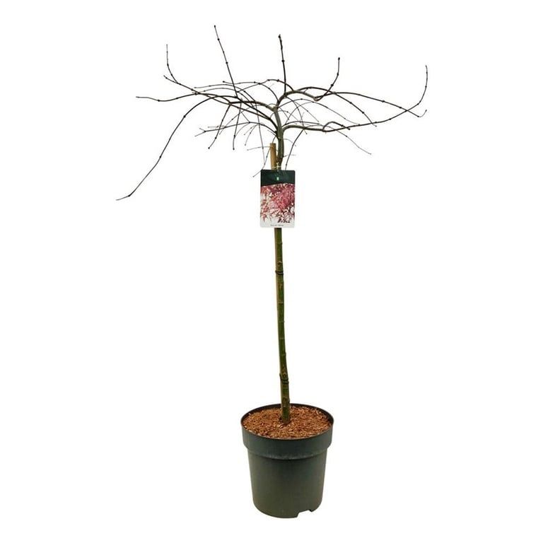 Acer pal. 'Garnet', D 31 cm Acer pal. 'Garnet', D 31 cm