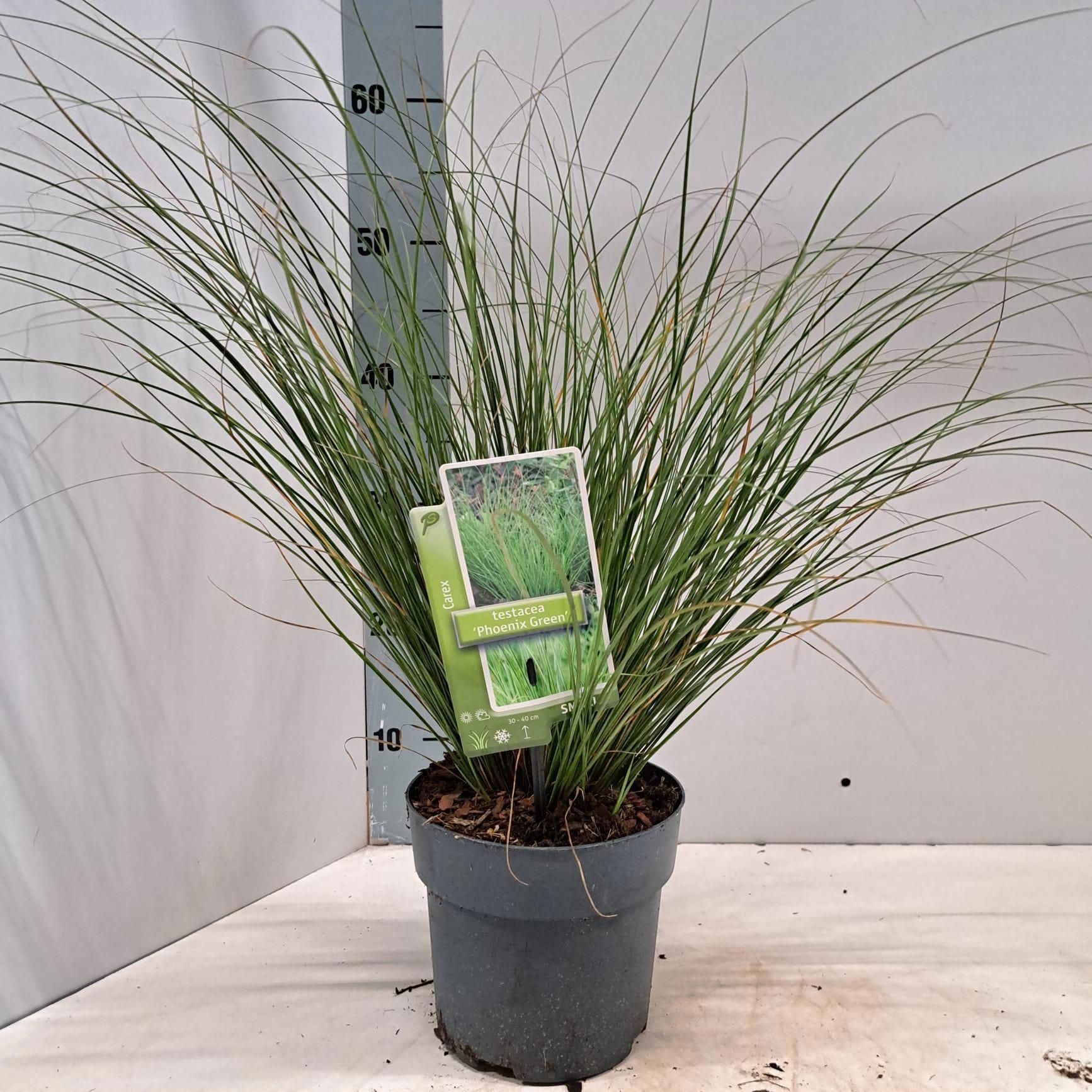 Carex testacea 'Phoenix Green', D 17