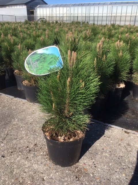 Pinus nigra Green Tower C7.5, D 26 cm