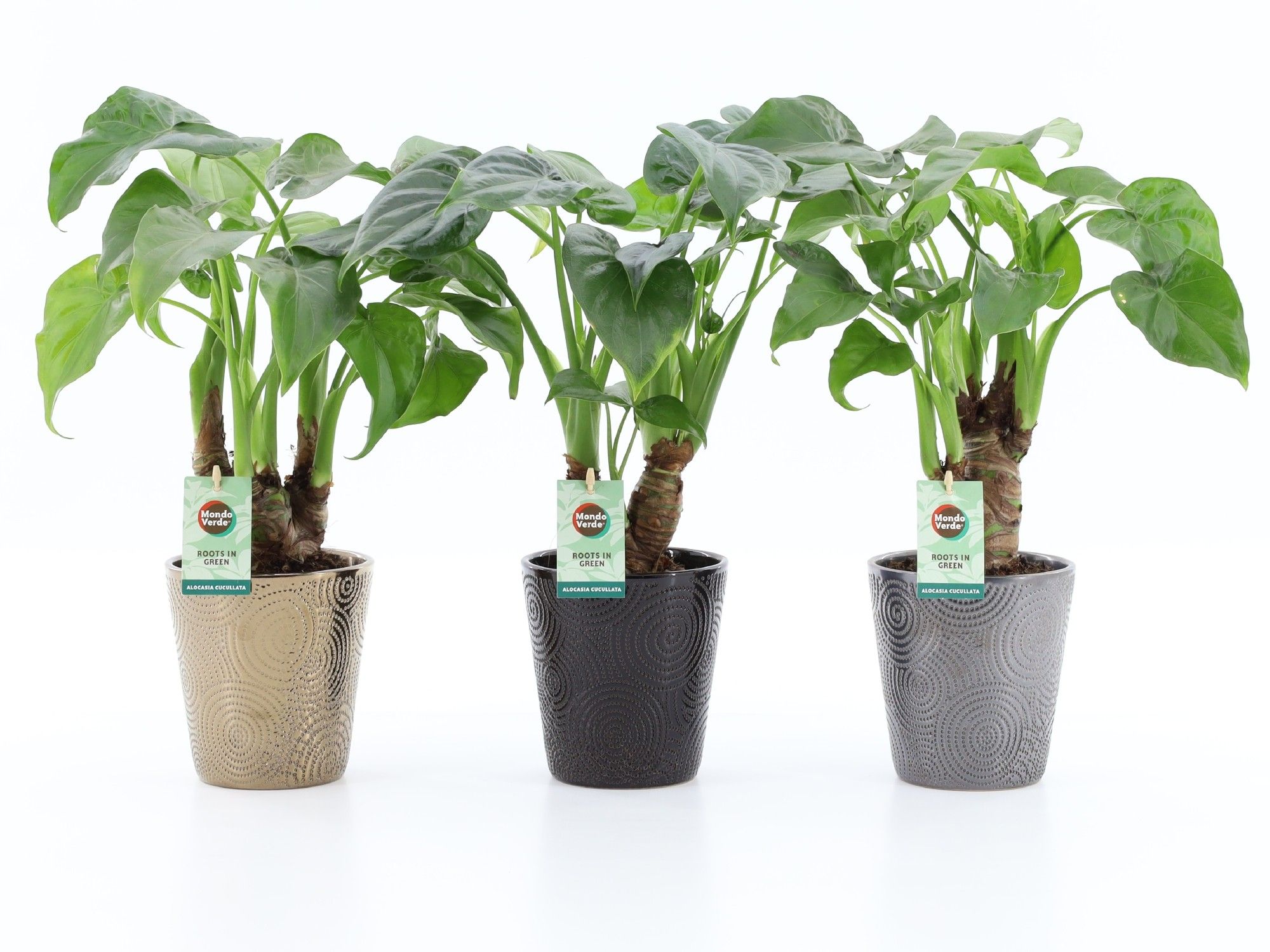 Alocasia Cucullata op stam in Infinity keramiek, D 13