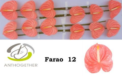 Антуриум Фарао x12, шт.