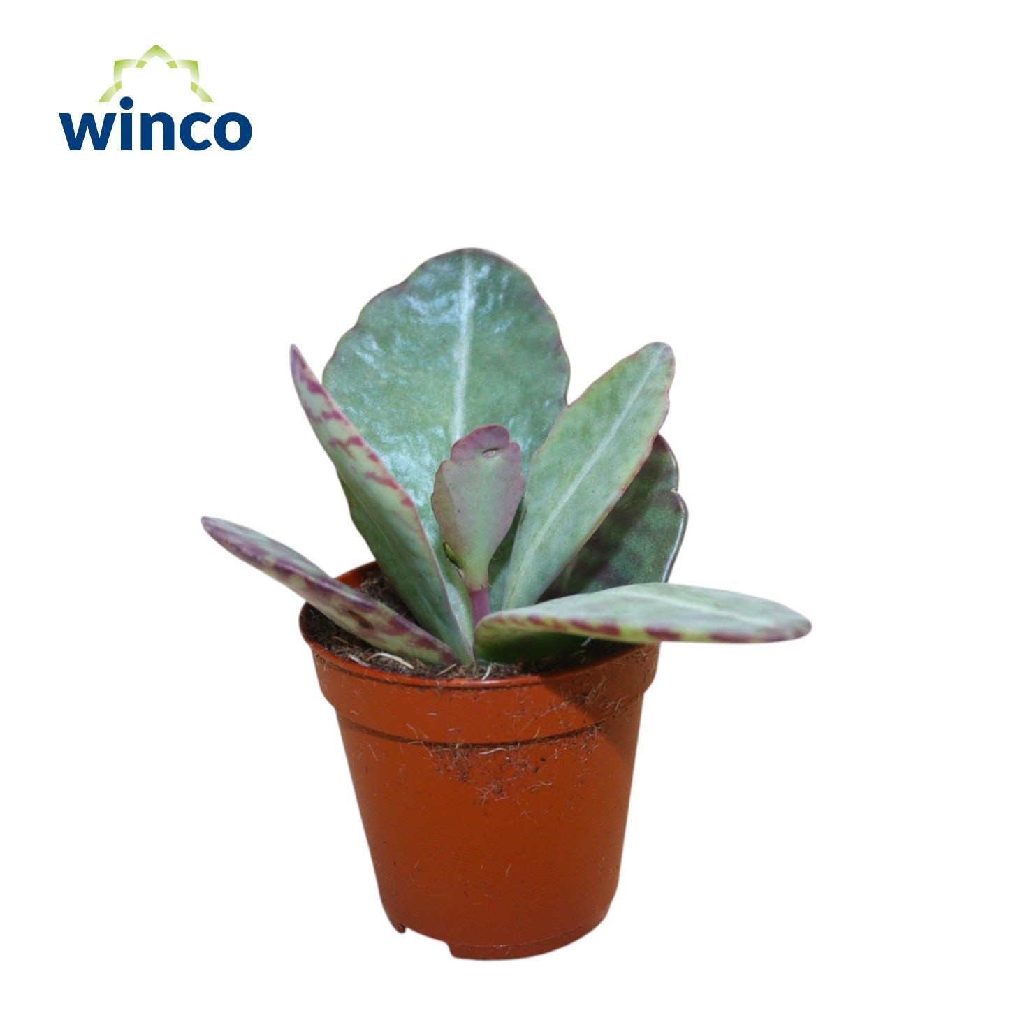 Kalanchoe Marmorata (leopard), D 5,5 cm