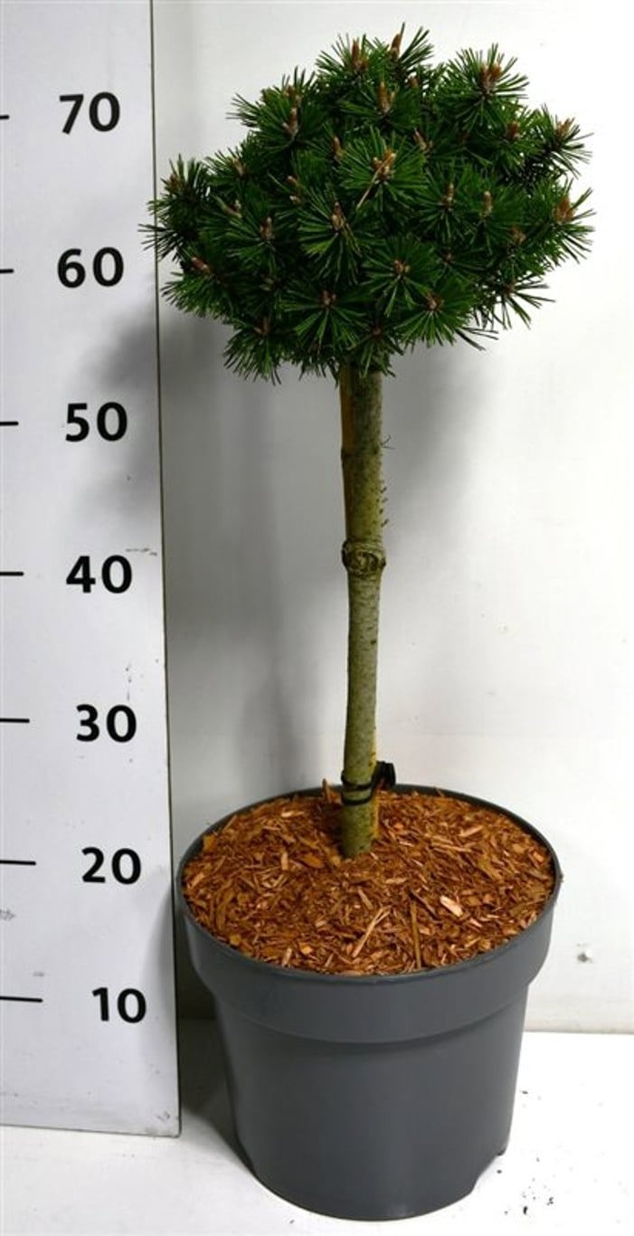 Pinus mugo 'Humpy', D 26 cm