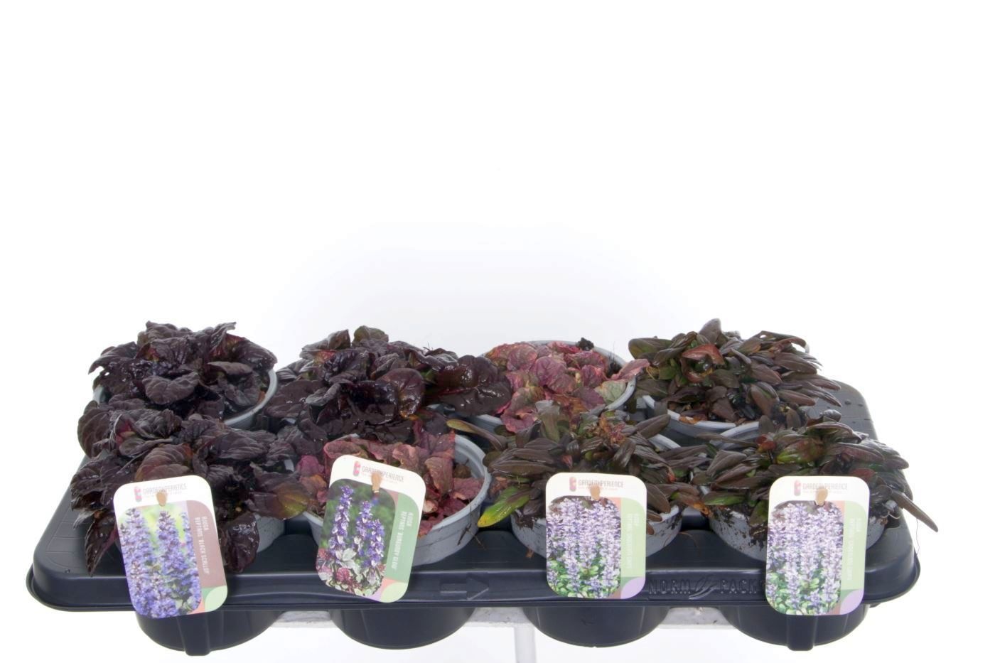 Ajuga reptans mix tray, D 13