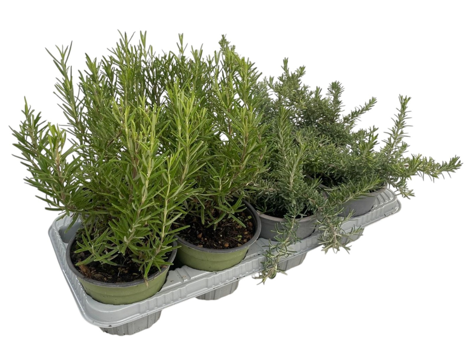 Rosmarinus Gemengd, D 14