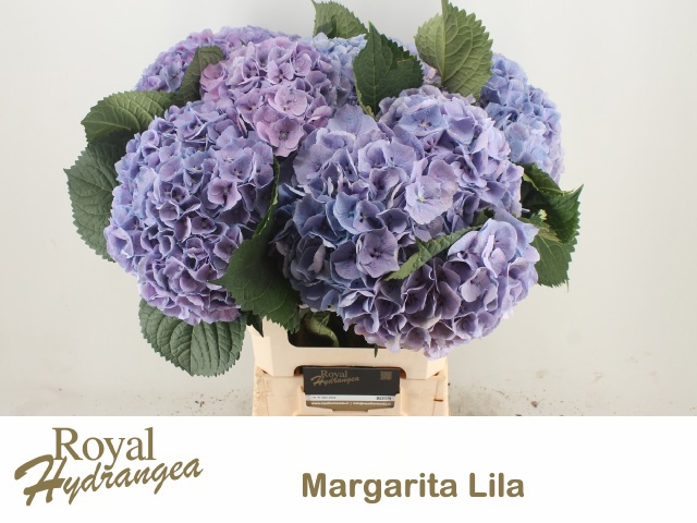 Гортензия Маргарита Блю 60, шт.