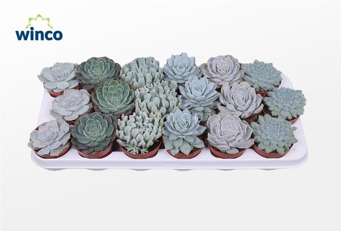 Echeveria Ice Mix (6 Spc.), D 8,5