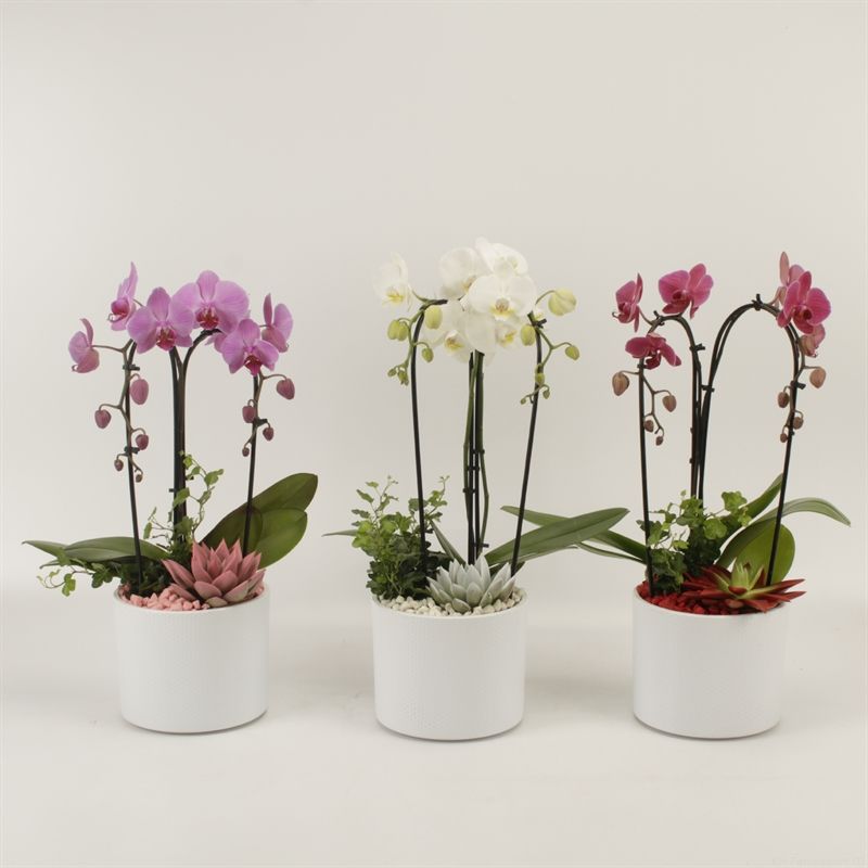 Phalaenopsis Elegant Cascade Duoboga gemengd arrangement Gaia, D 17