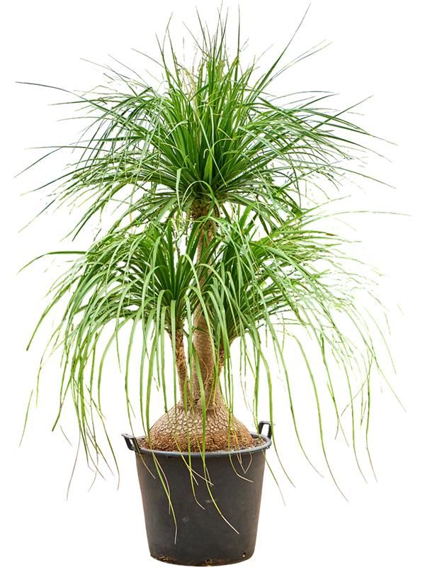 Beaucarnea recurvata 'Nolina', D 55