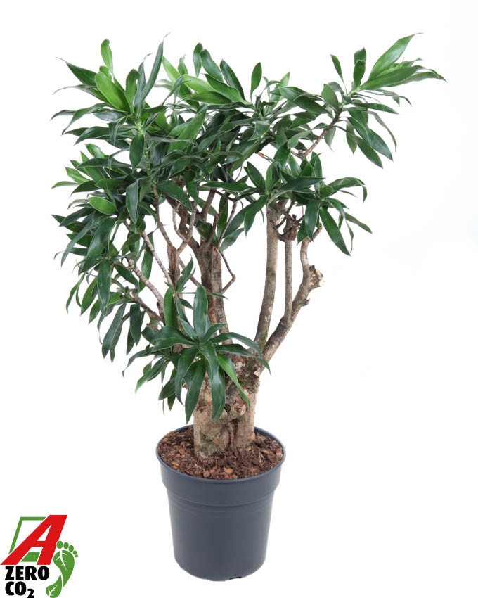 Dracaena Reflexa vertakt P24, D 24