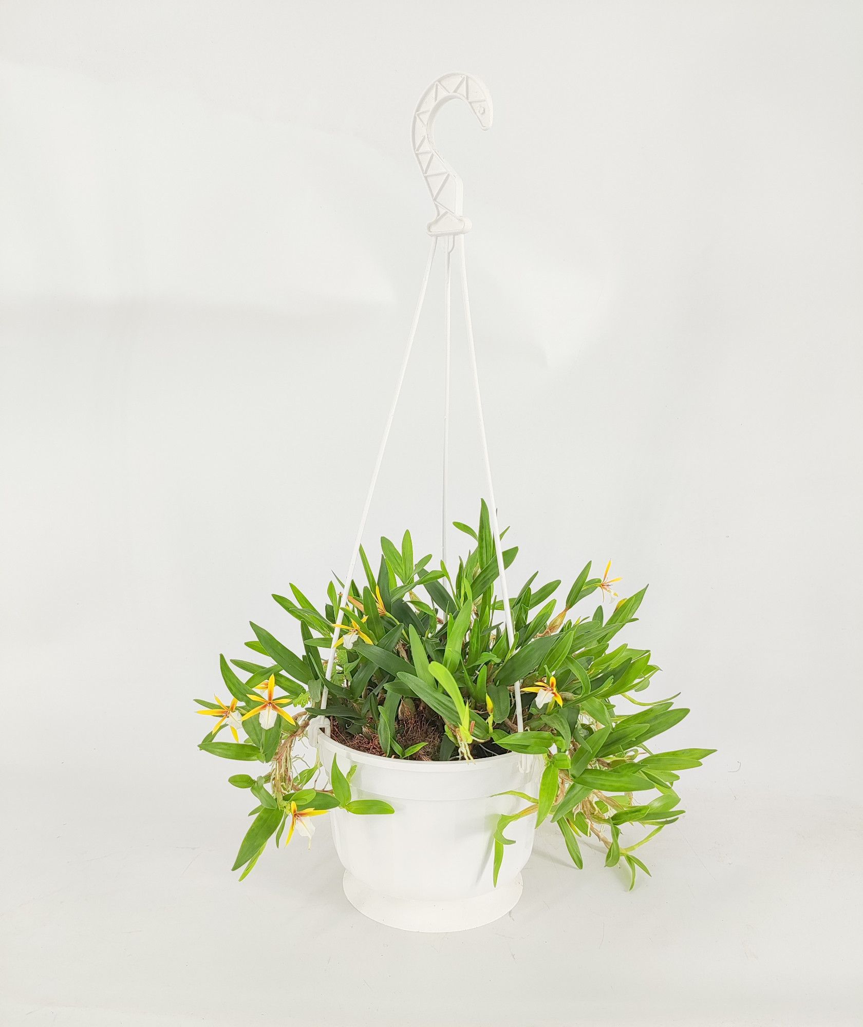 Encyclia polybulbon 'Ampel', D 14