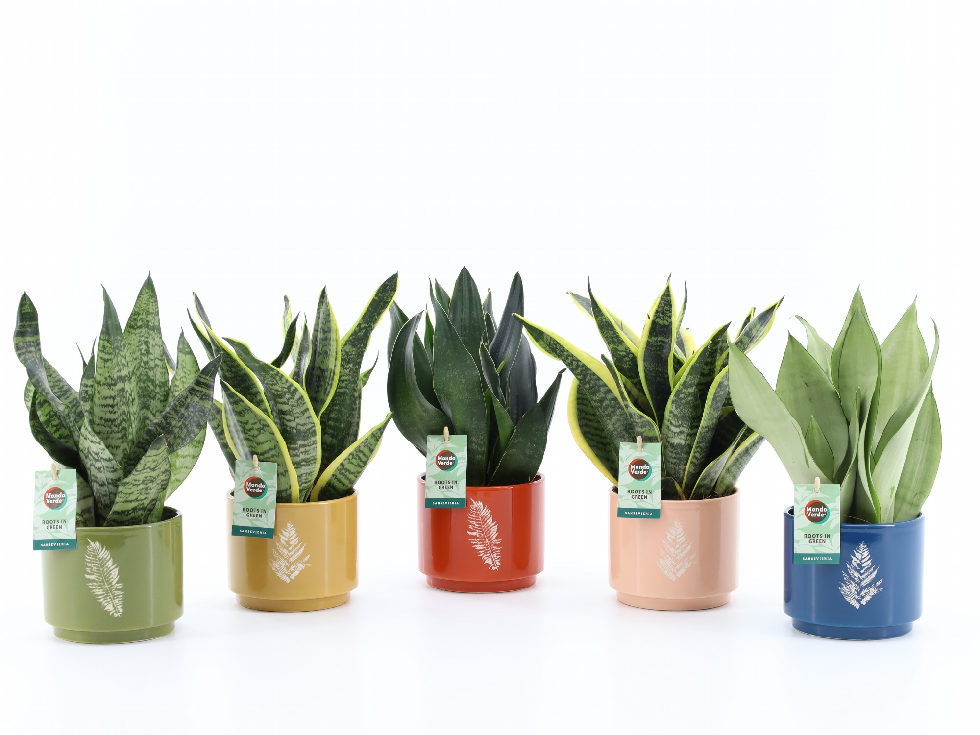 Sansevieria Mix in Artistique Keramiek, D 13
