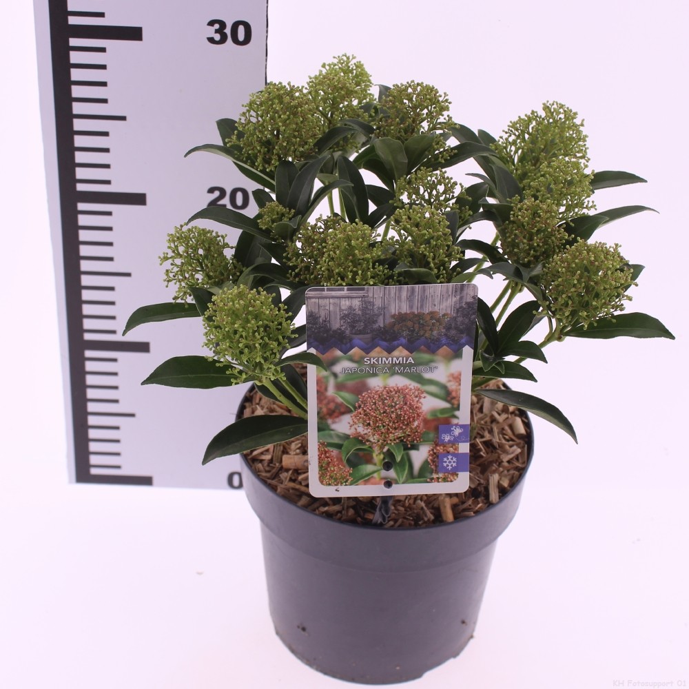Skimmia jap. 'Marlot'', D 17