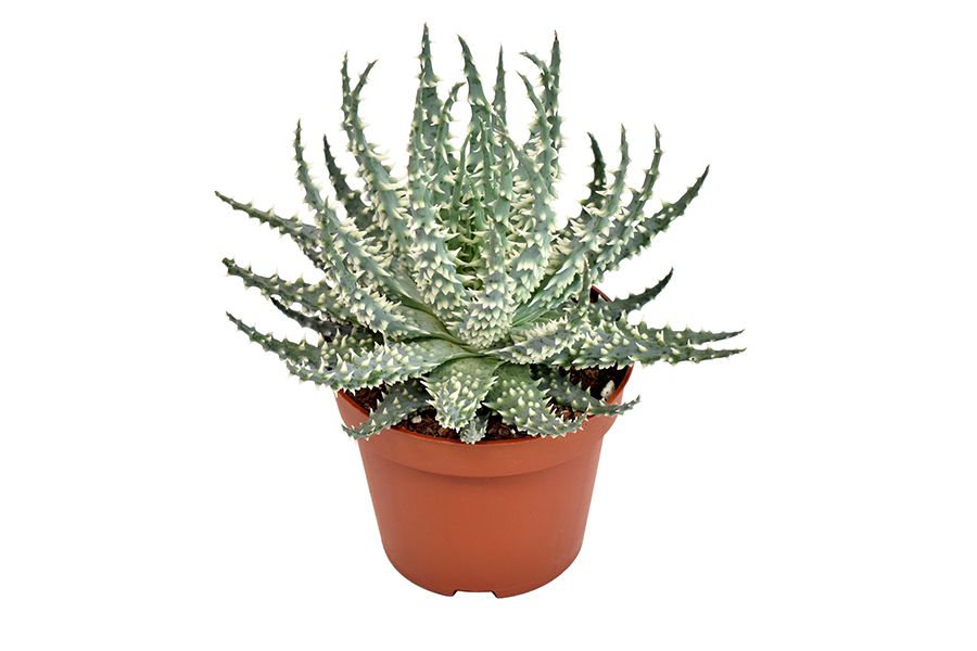 Aloe Mara, D 10,5 cm