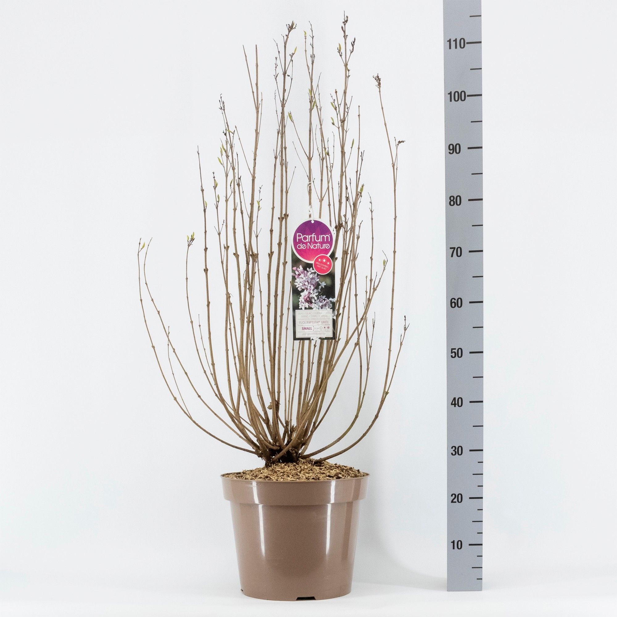 Syringa FLOWERFESTA® White, 3-jarig C15 Sol., D 32