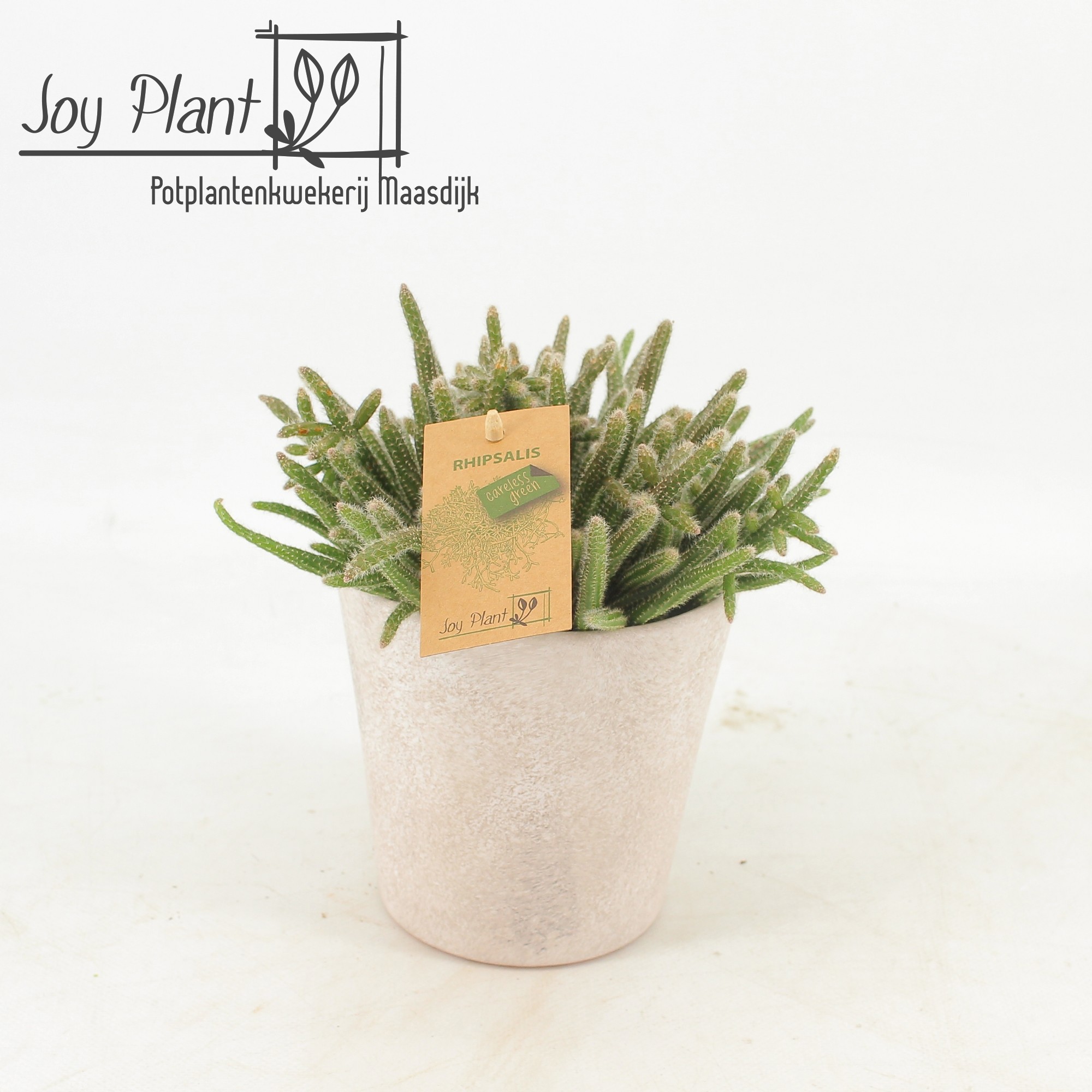 Rhipsalis horrida in keramiek Amy, D 12,5