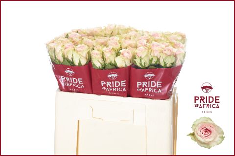 Роза од. Пинк Атена 50, шт.