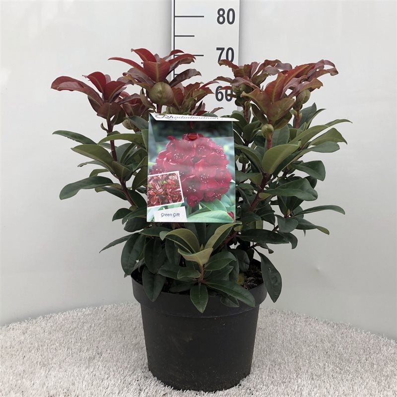 Rhodo. 'Moser's Maroon' dark red, D 29