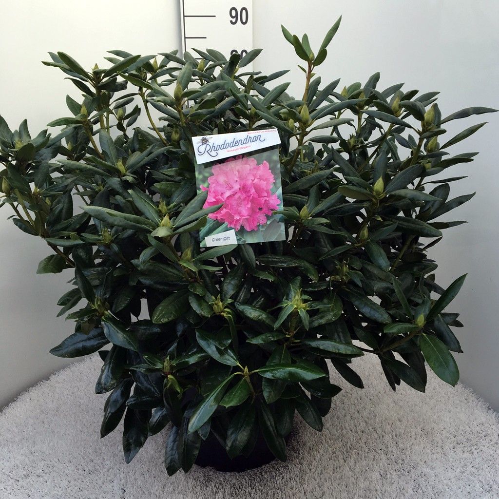 Rhodo. 'Roseum Elegans' pink, D 37 cm