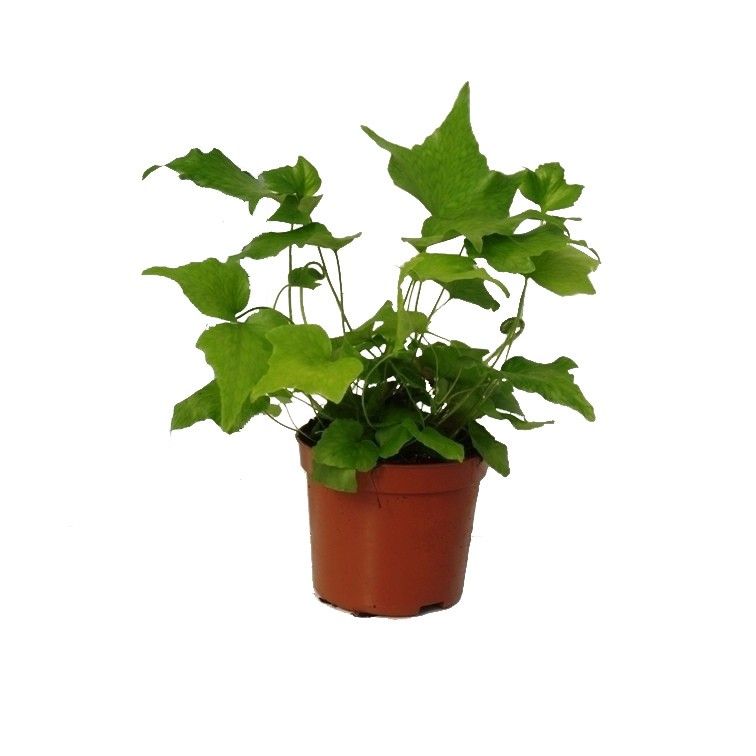 Cyrtomium Falcatum (Winterhard), D 8,5