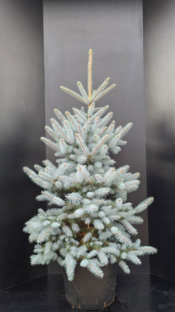 Picea pungens Edith C45, D 49