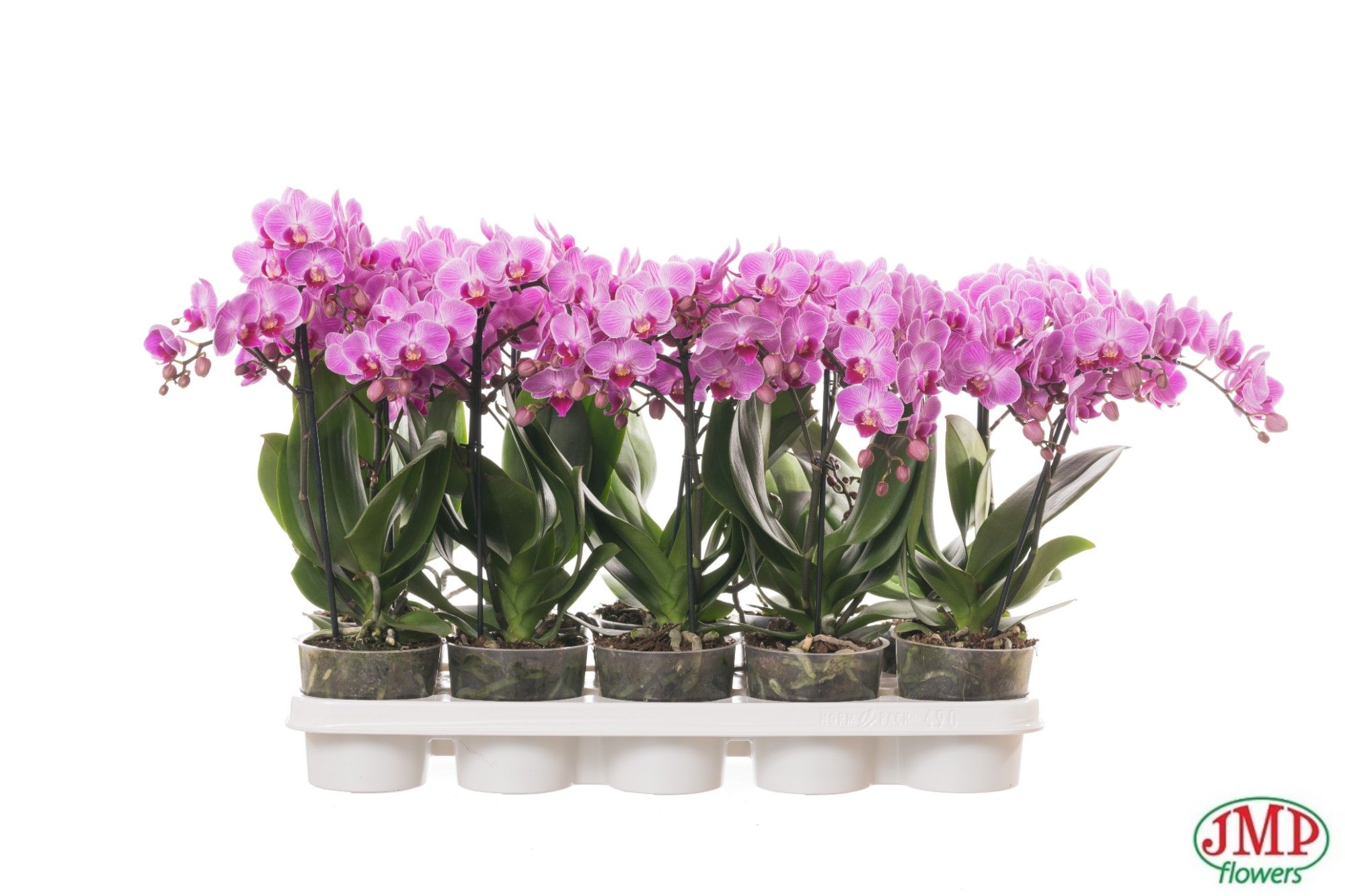 Phalaenopsis Multiflora 1 spike 10+ mix, D 12